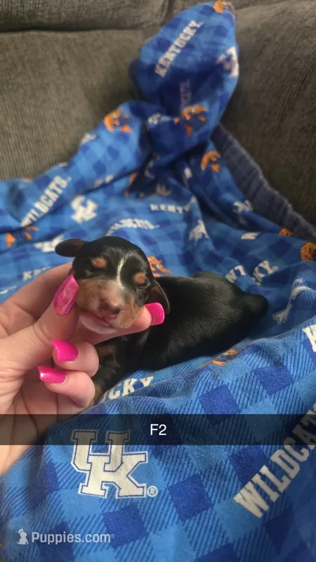 Indigo – Dachshund puppy on hold in London, KY