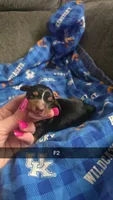 Indigo, a female Dachshund for sale in London, KY – 1 of 2