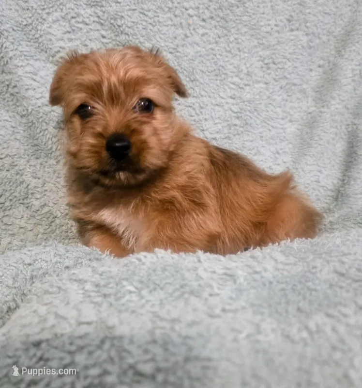 Xander – Yorkshire Terrier puppy for sale in London, KY