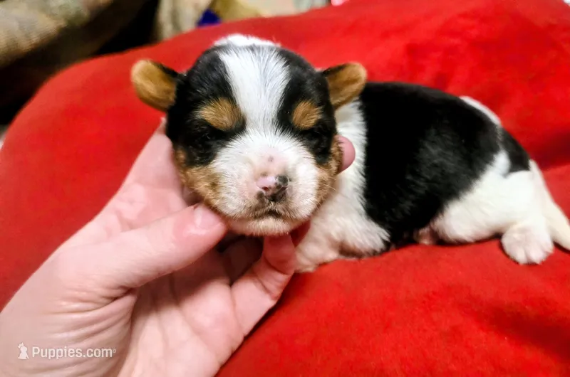 Toby  – Yorkshire Terrier puppy for sale in London, KY