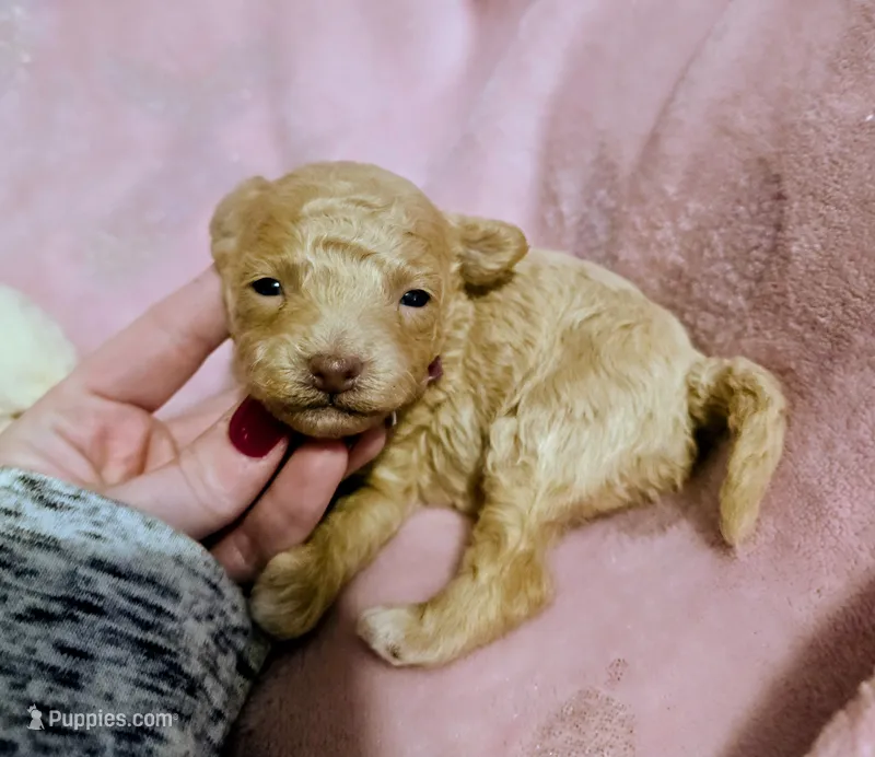 Sadie – Poodle - Miniature  puppy for sale in London, KY