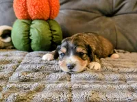 Venny, a male Yorkipoo for sale in London, KY – 2 of 2