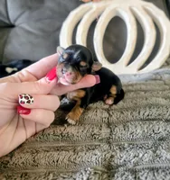 Trixie , a female Yorkshire Terrier for sale in London, KY – 1 of 2