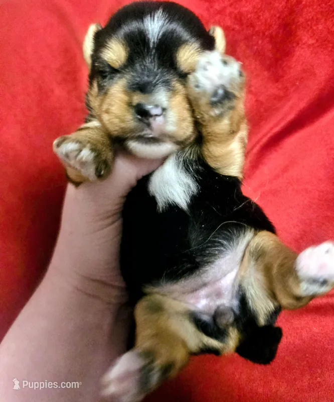 Trixie  – Yorkshire Terrier puppy for sale in London, KY