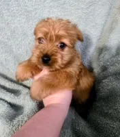 Xander, a male Yorkshire Terrier for sale in London, KY – 3 of 3
