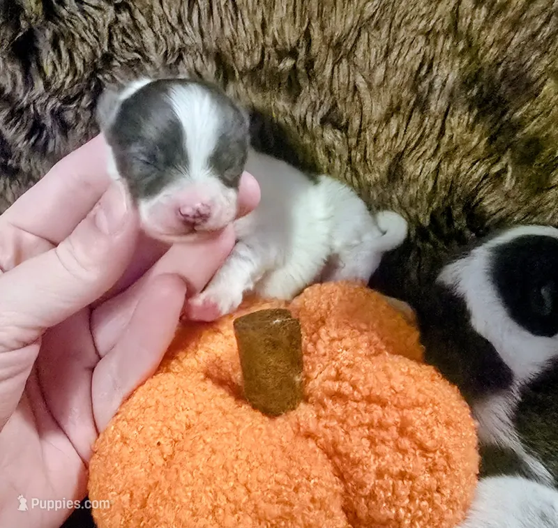 Woody – Pomeranian puppy for sale in London, KY