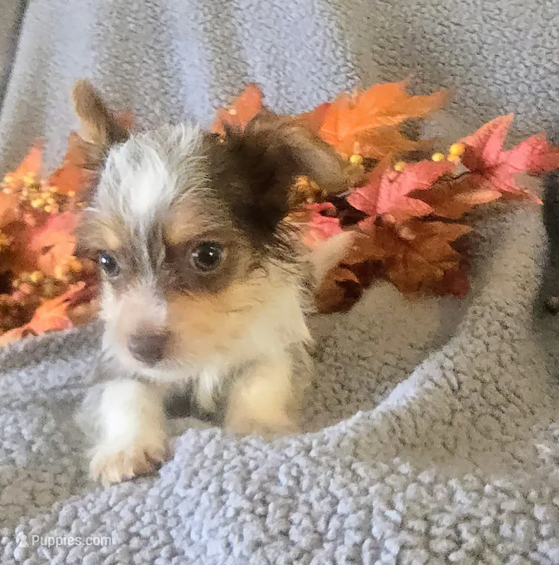 Oakley  – Yorkshire Terrier puppy for sale in London, KY