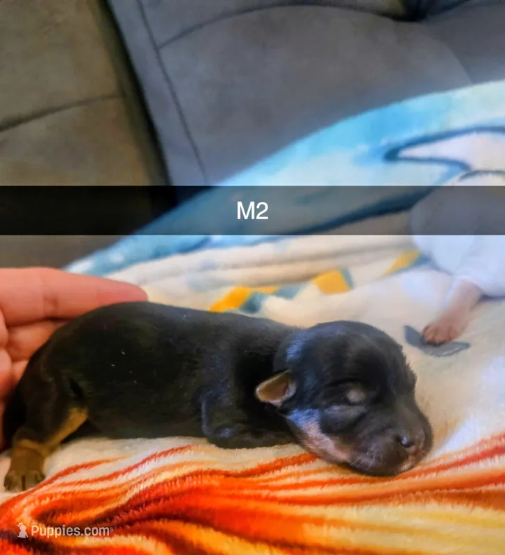 Norris – Yorkshire Terrier puppy for sale in London, KY