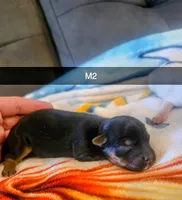 Norris, a male Yorkshire Terrier for sale in London, KY – 1 of 1