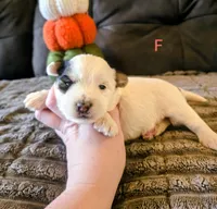 Violet, a female Yorkipoo for sale in London, KY – 1 of 3