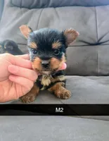 Leo, a male Yorkshire Terrier for sale in London, KY – 2 of 3
