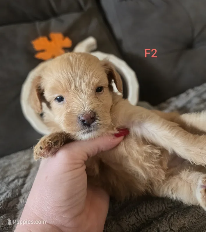 Ulani – Yorkipoo puppy for sale in London, KY