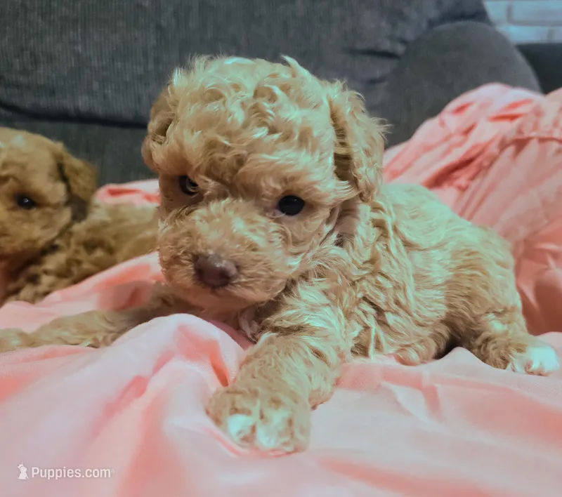 Sadie – Poodle - Miniature  puppy for sale in London, KY