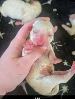 Bailey, a male Poodle - Miniature  for sale in London, KY – Photo 1 of 2