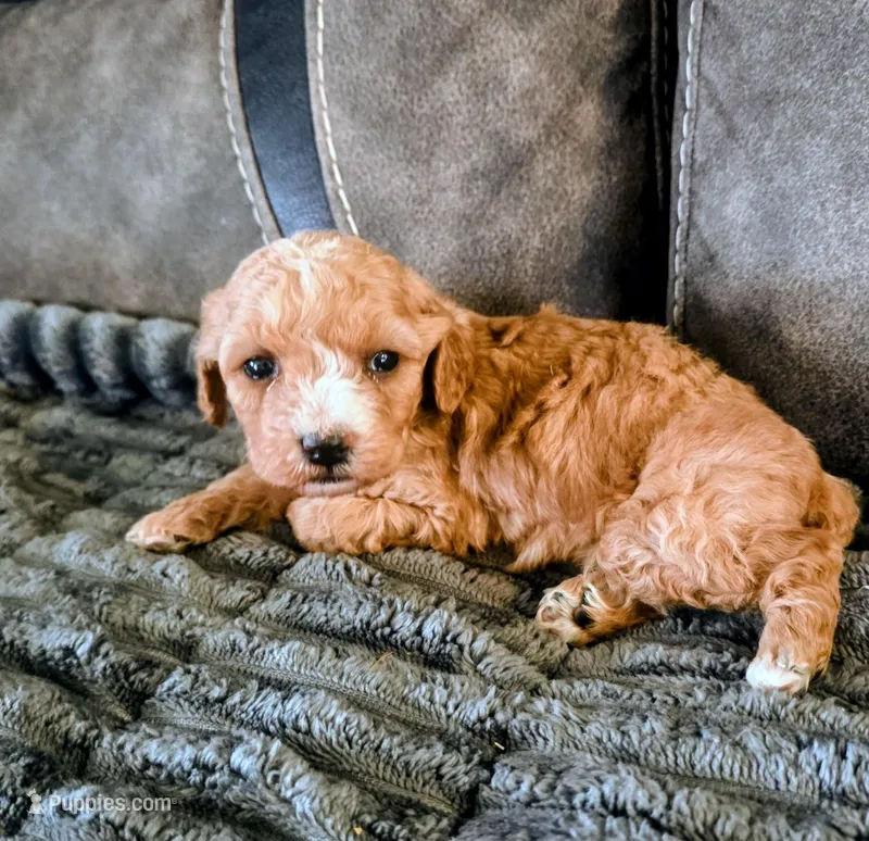 Bailey – Poodle - Miniature  puppy for sale in London, KY