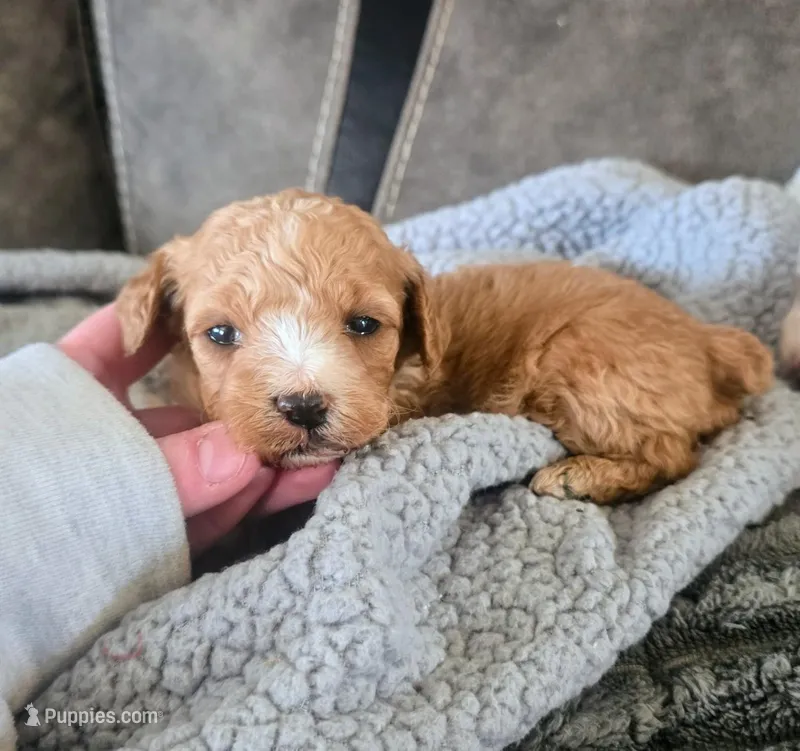 Bailey – Poodle - Miniature  puppy for sale in London, KY