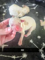 Bailey, a male Poodle - Miniature  for sale in London, KY – Photo 2 of 2