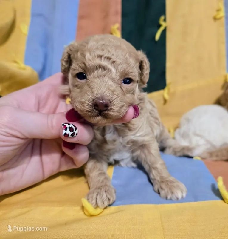 Sadie – Poodle - Miniature  puppy for sale in London, KY