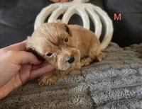 Umar, a male Yorkipoo for sale in London, KY – 2 of 2