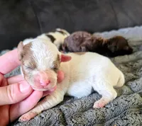 Quinn, a female Yorkipoo for sale in London, KY – 3 of 3
