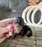 Tate, a male Yorkshire Terrier for sale in London, KY – 1 of 3