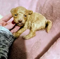 Sadie, a female Poodle - Miniature  for sale in London, KY – 2 of 3