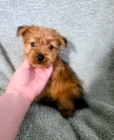 Xander, a male Yorkshire Terrier for sale in London, KY – 2 of 3