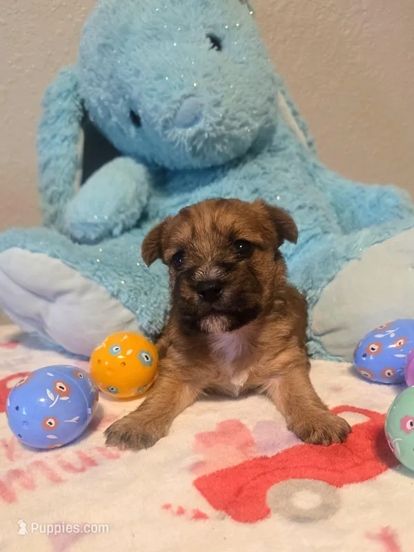 Eddie  – Yorkshire Terrier puppy for sale in London, KY