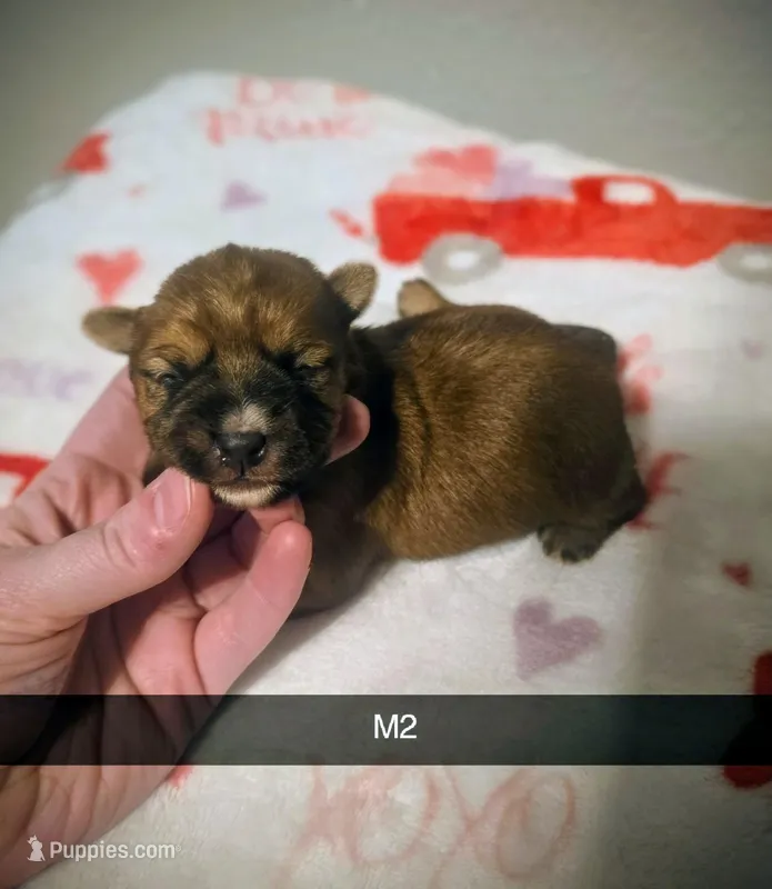 Eddie  – Yorkshire Terrier puppy for sale in London, KY