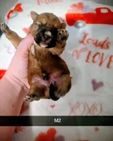 Eddie , a male Yorkshire Terrier for sale in London, KY – Photo 2 of 2