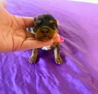 Jimi, a female Yorkshire Terrier for sale in London, KY – 2 of 3