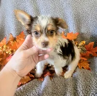 Oakley , a male Yorkshire Terrier for sale in London, KY – 2 of 4