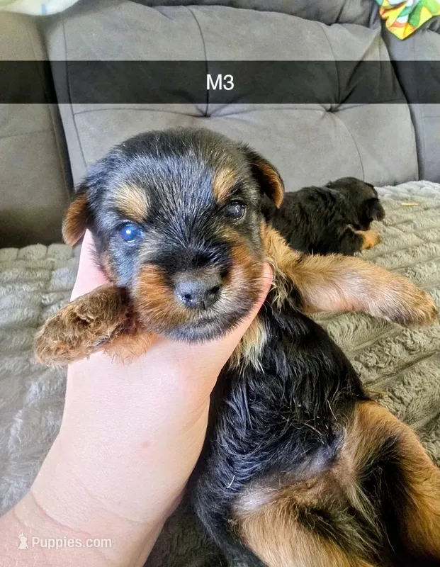 Nelson – Yorkshire Terrier puppy for sale in London, KY