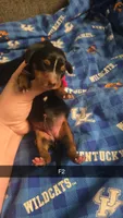 Indigo, a female Dachshund for sale in London, KY – 2 of 2