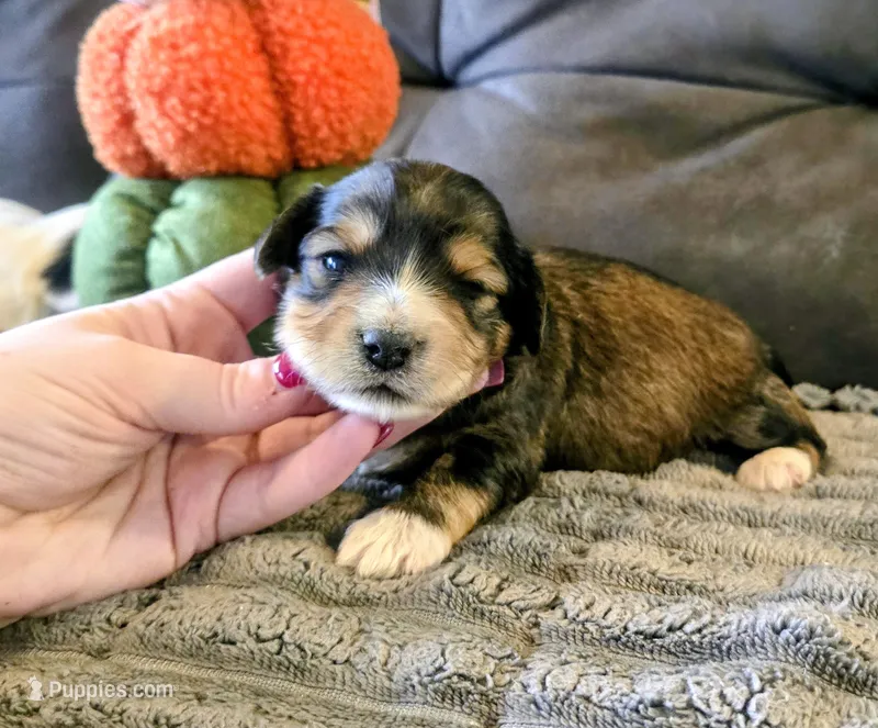 Venny – Yorkipoo puppy for sale in London, KY