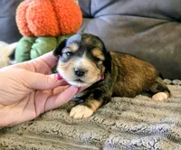 Venny, a male Yorkipoo for sale in London, KY – 1 of 2