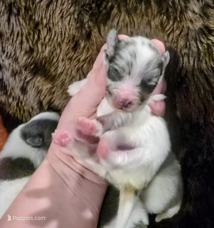 Whiskey – Pomeranian puppy for sale in London, KY