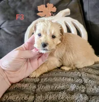 Umi, a female Yorkipoo for sale in London, KY – 3 of 3