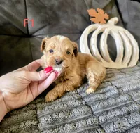 Ursula, a female Yorkipoo for sale in London, KY – 2 of 2