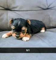Levi, a male Yorkshire Terrier for sale in London, KY – 2 of 3