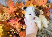 Quent, a male Yorkipoo for sale in London, KY – 3 of 5