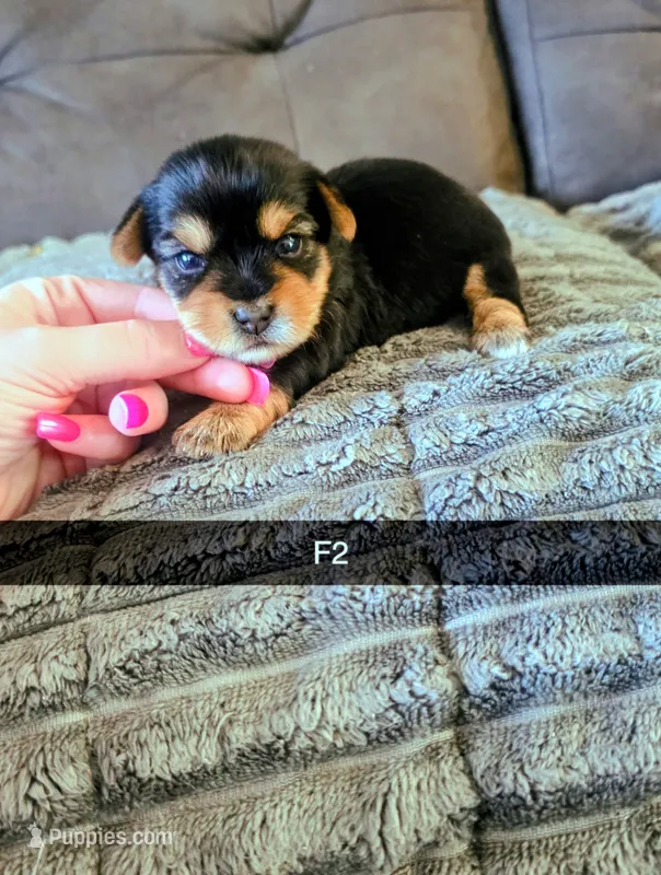 Harper – Yorkshire Terrier puppy for sale in London, KY