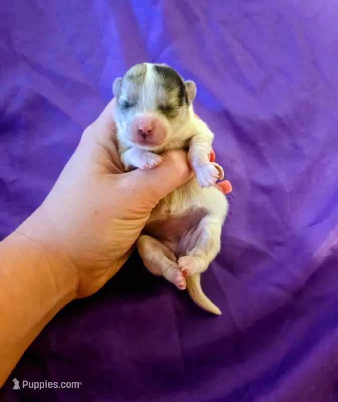 Gypsy – Pomeranian puppy for sale in London, KY