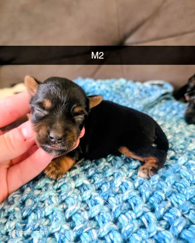 Norris – Yorkshire Terrier puppy for sale in London, KY