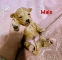 Sam, a male Poodle - Miniature  for sale in London, KY – 3 of 3
