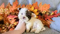 Quent, a male Yorkipoo for sale in London, KY – 4 of 5