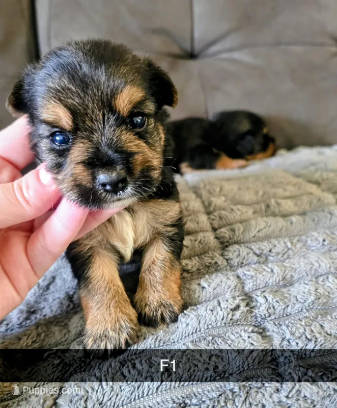 Netti – Yorkshire Terrier puppy for sale in London, KY