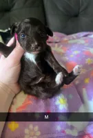 Kip, a male Yorkipoo for sale in London, KY – 3 of 3