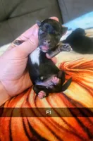 Netti, a female Yorkshire Terrier for sale in London, KY – 2 of 2