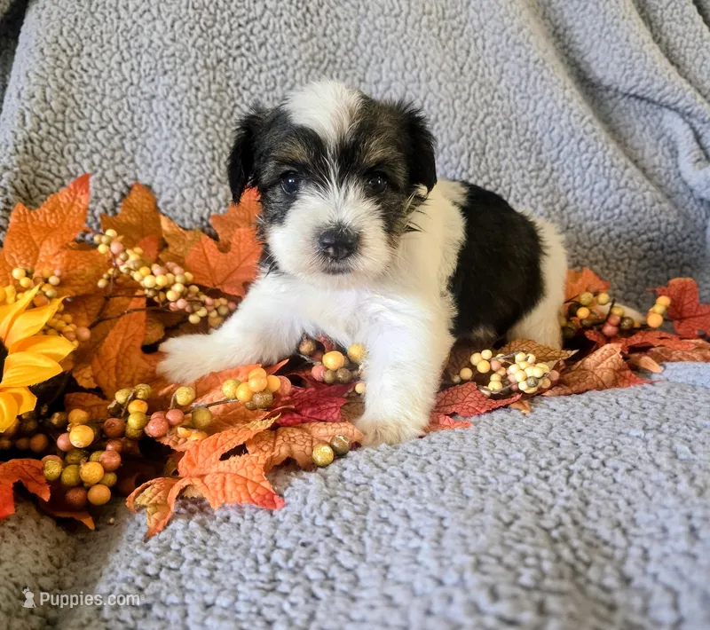 Raven – Yorkshire Terrier puppy for sale in London, KY